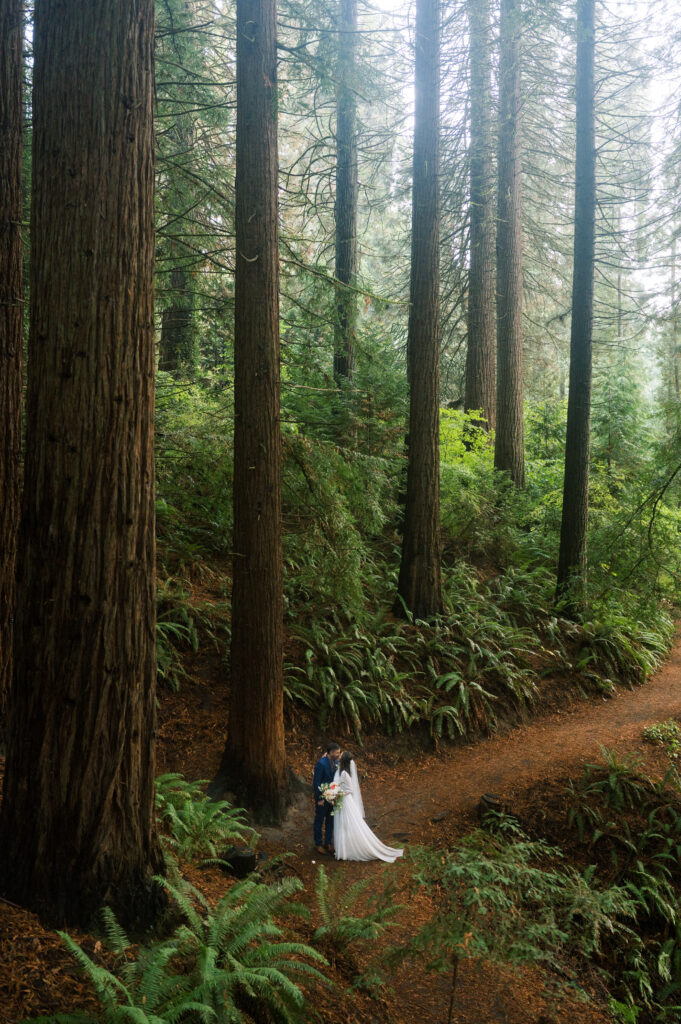 Wedding portraits of a couple in the Redwood  at Hoyt Arboretum in Portland, OR. 