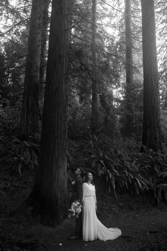 Wedding portraits of a couple in the Redwood  at Hoyt Arboretum in Portland, OR. 